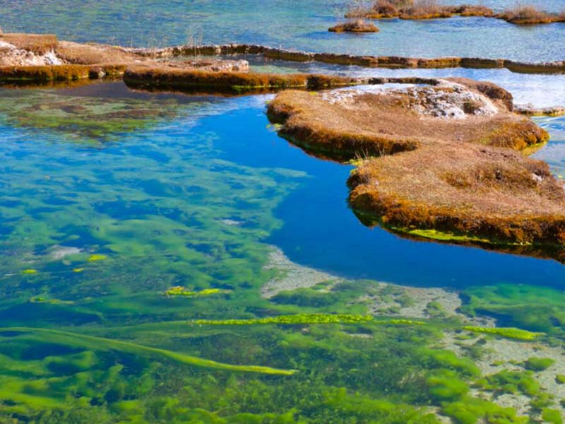 水中葉綠素是什么