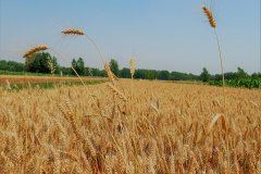 霍爾德土壤快速測試儀科學(xué)施肥的好處